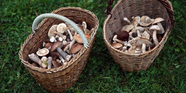 В РФ установлен рекорд по сбору лесных орехов, грибов и ягод