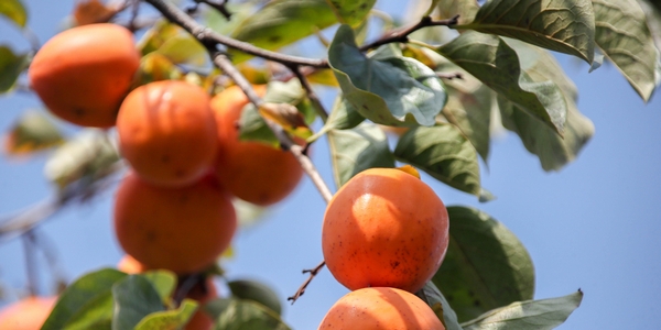 Государству предлагают поддержать производство фруктов и ягод